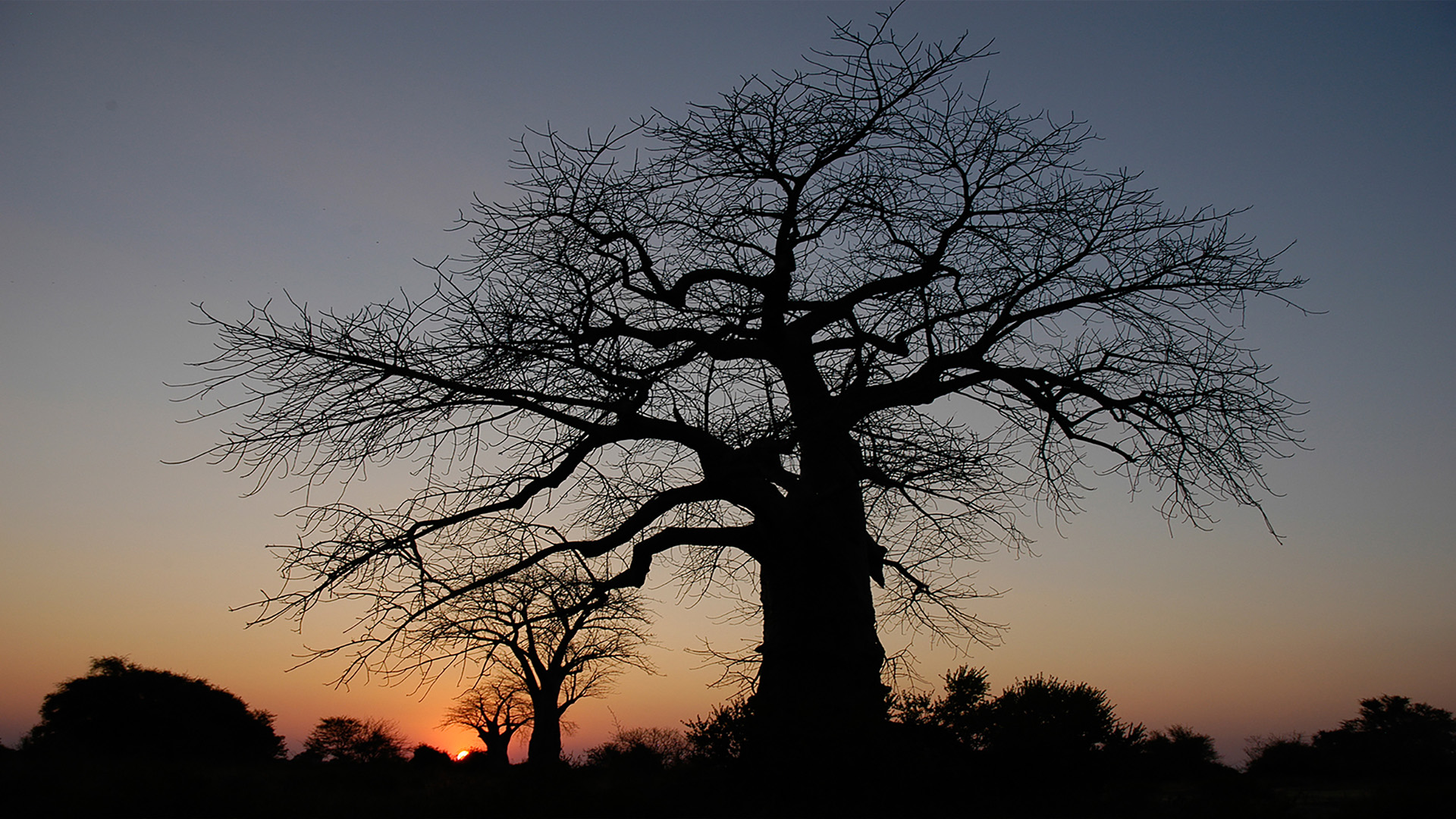 DSC_7101 Baobab Tree web half