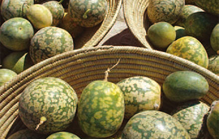 kalahari-melon