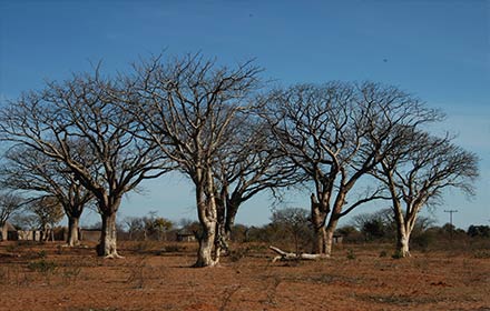 mongongo-trees