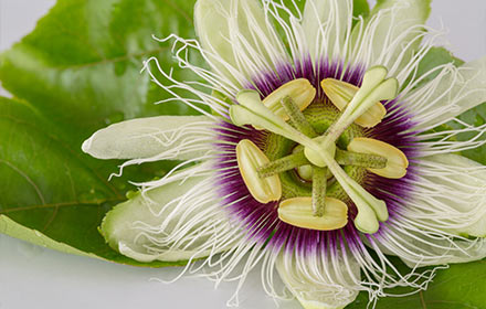 passion-flower