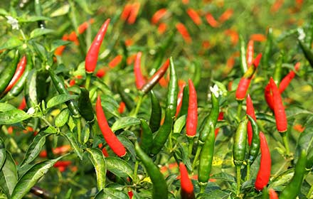 chili-plant
