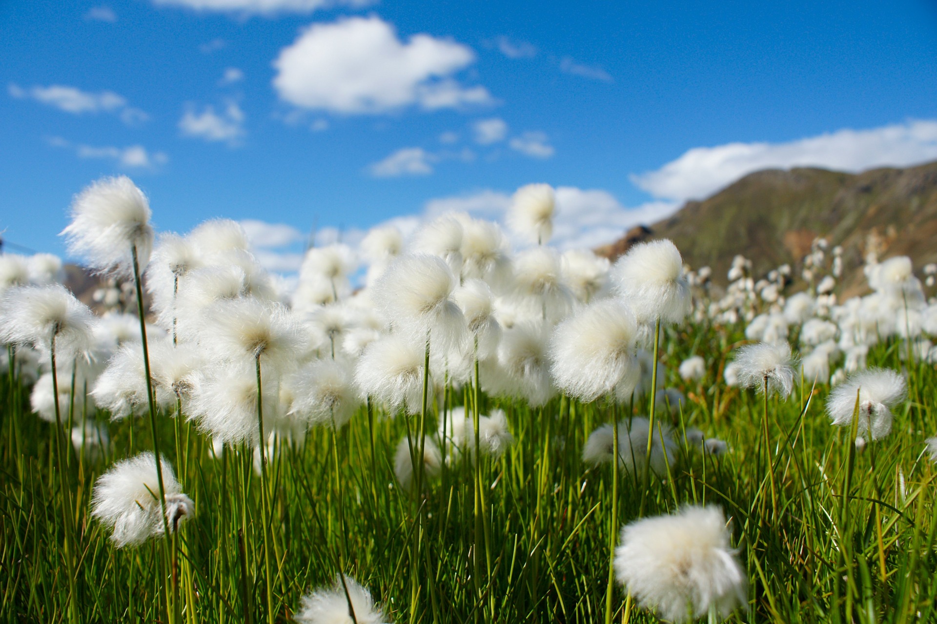 cotton-grass-680623_1920