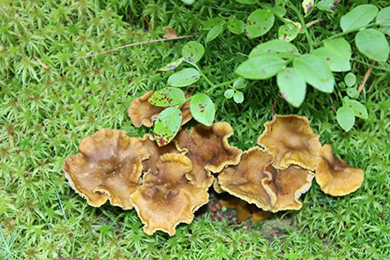 mushroom-175801_1280