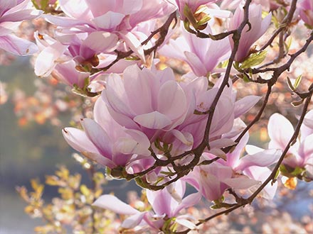 tree-757212_1280-magnolia