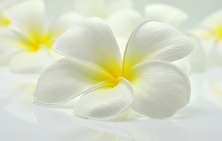 franginpani-flower