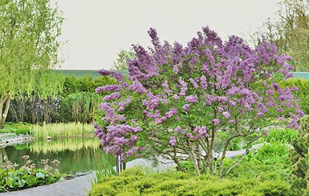 lilac-tree