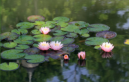 lotus-pond